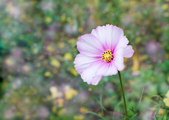 natural floral background