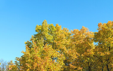 Fototapeta premium bright natural autumn background