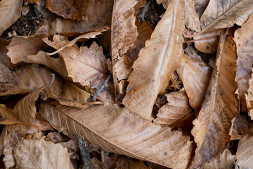 urchins and yellow leaves background from top view