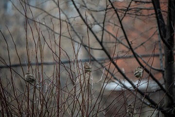 
birds in autumn park cloudy autumn day