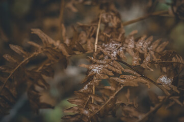 Dry brown fern with first snow on the leaves. Nature background, selective focus