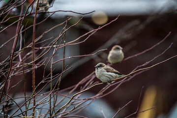 
birds in autumn park cloudy autumn day