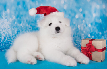 White funny Samoyed puppy dog in red Santa Claus hat with gift