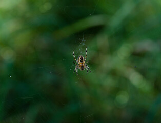 The spider climbs on the web with blurry green tree in the garden