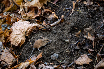 forest chipmunk stocks up food for the winter on a cloudy autumn day 