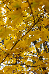 Many yellow autumn leaves in the forest