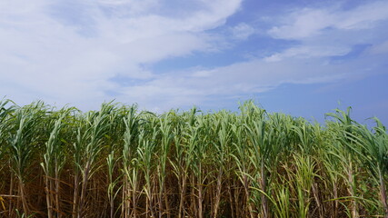 沖縄県伊江島のサトウキビ畑の風景