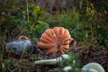 Pumpkin Field