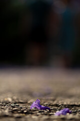 Jacaranda Blooms lying in the streets of Pretoria
