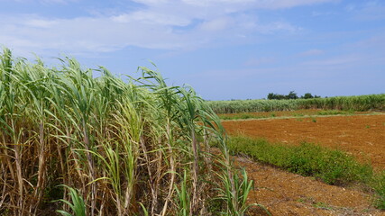 沖縄県伊江島のサトウキビ畑の風景