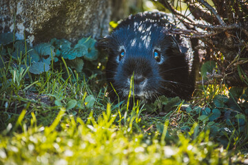 Meerschweinchen mit Lohzeichnung
