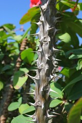 Thorns on the branch of the crown of thorns plant.
