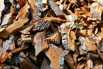 Close up of bark chippings from an electric shredder - ideal for compost or as heating material
