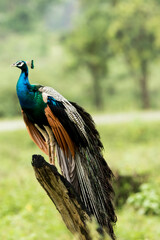 peacock in the garden