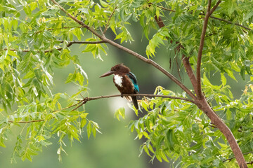 Kingfisher bird on a branch