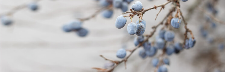 Blue ripe blackthorn berries on a branch after frost. Late fall. Banner - obrazy, fototapety, plakaty