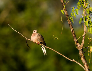 A spotted dove bird sitting in a branch of a tree