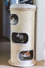 Three cats on different levels of a scratch tree. All three looking outside.