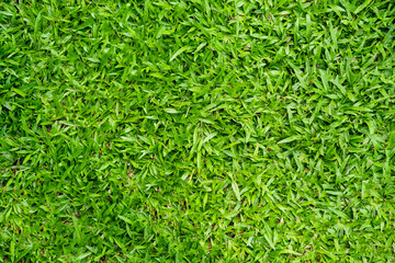 Green grass texture for background. Green lawn pattern and texture background.