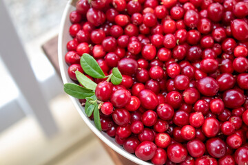 Close-up to freshly picked lingonberries in a bowl