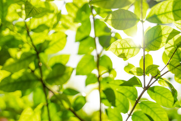 Fototapeta na wymiar Beautiful green leaves with sunlight. Natural green background.