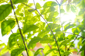 Beautiful green leaves with sunlight. Natural green background.