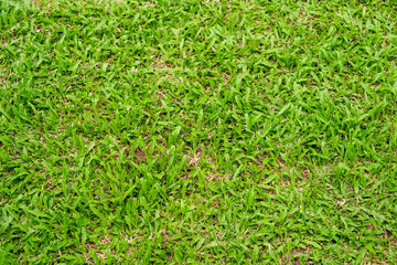 Green grass texture for background. Green lawn pattern and texture background.