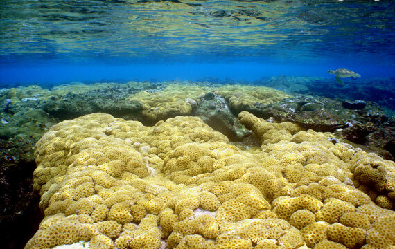 CORAL REEF , UNDERWATER SERIES, CARIBBEAN SEA