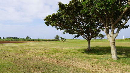 沖縄県国頭郡伊江島の伊江島空港へ向かう道の周辺