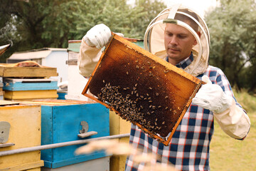 Beekeeper with hive frame at apiary. Harvesting honey