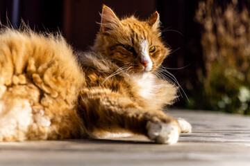 Orange cat lying on wooden planks outside.