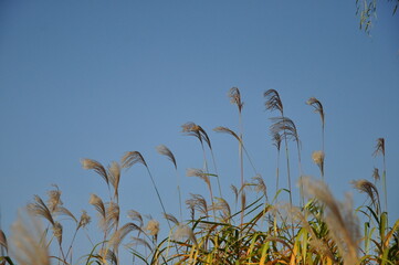 한강 선유도공원 억새