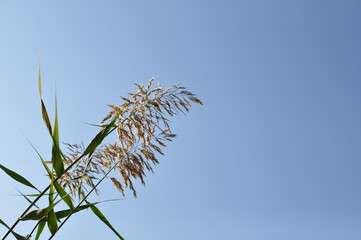 한강 선유도공원 억새