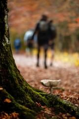 Hikers walking in the autumn forest and mushroom in the foreground at the foot of a beech tree