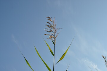 한강 선유도공원 억새