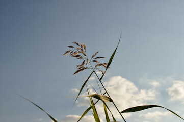 한강 선유도공원 억새