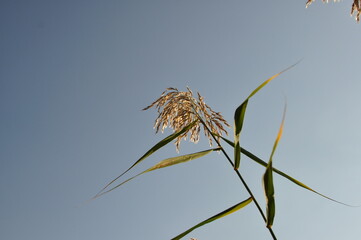 한강 선유도공원 억새