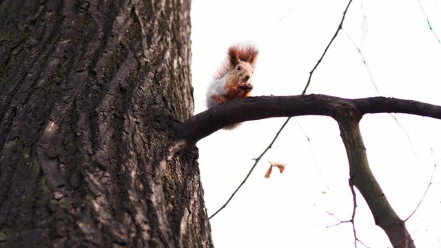 squirrel sitting on tree branch in park eating a hazel-nut
