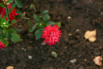 Red flower on blurred green background. Close-up. Top view.