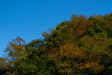 青い空を背景に紅葉を始めた森の木々