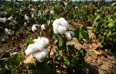 Cotton field is ready to harvest, Cotton ball in full bloom, agriculture farm concept and  cloudy sky.
