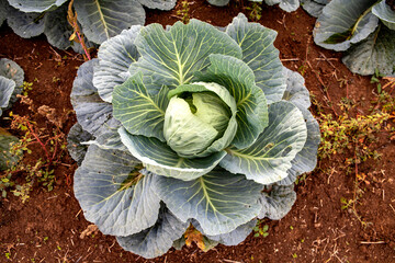 cabbage in the garden