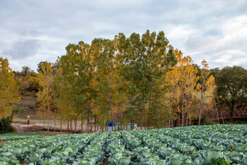 cabbage  Field vineyard in autumn