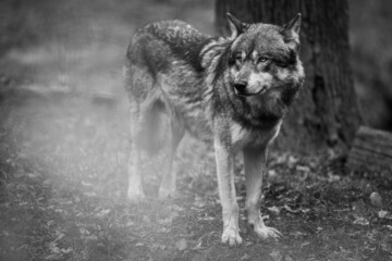 Portrait of a gray wolf