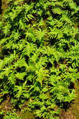 Natural background. Green ferns and moss on a tree trunk