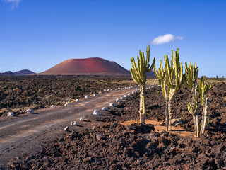 Cactus, camino y la Caldera colorada, Lanzarote, españa
