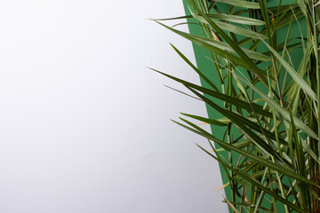Tropical background with palm leaf on white and green. Close up, copy space