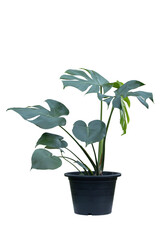 Monstera deliciosa, Fruit salad plant, Tarovine, Split leaf philodendron or Swiss Cheese Plant growing in black plastic pot isolated on white background included clipping path.