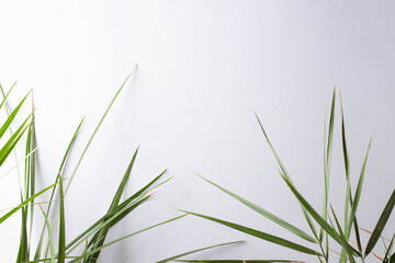 Naklejka premium Tropical background with palm leaf on white. Close up, copy space