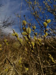 Willow branches on a spring day 